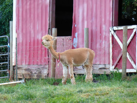 Red alpaca barn in need of paint